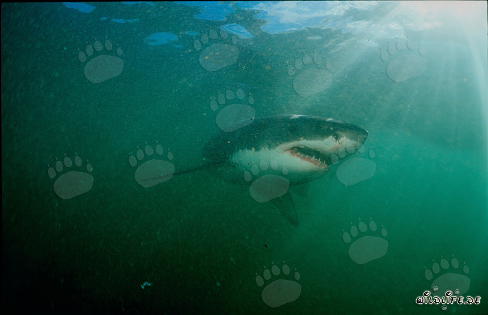 Grande squalo bianco davanti all'isola di Dyer