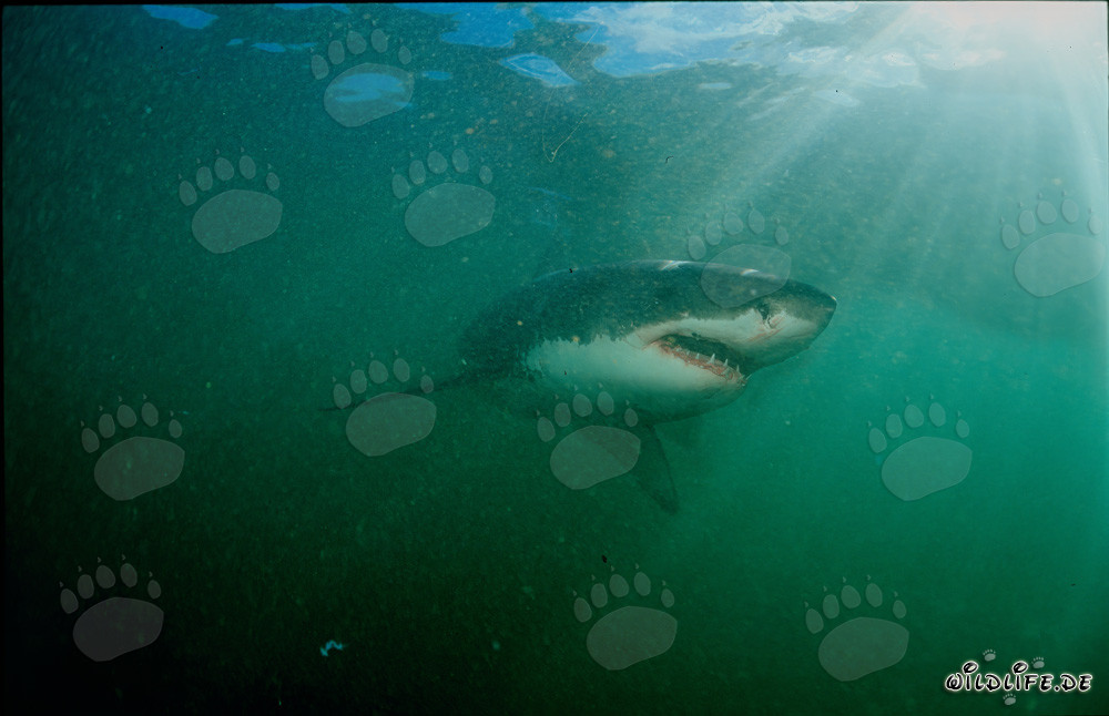 Great White Shark in front of Dyer Island