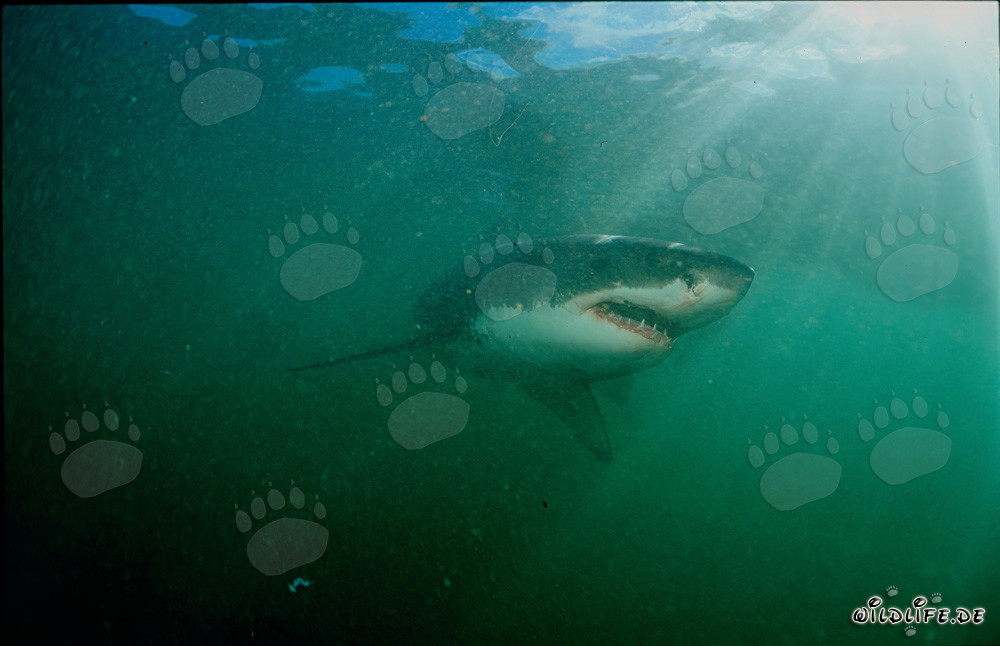 Großer Weißer Hai vor Dyer Island