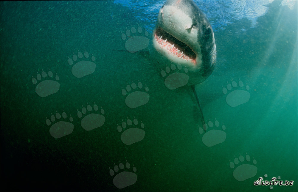 Grand requin blanc majestueux au large des côtes sud-africaines