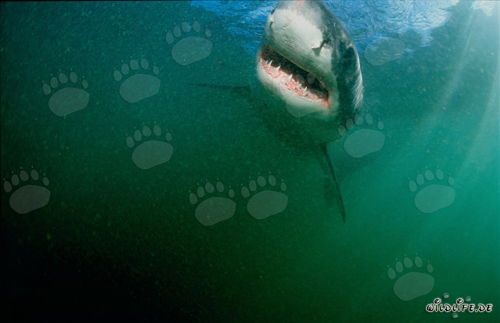 Majestic Great White Shark off the Coast of South Africa