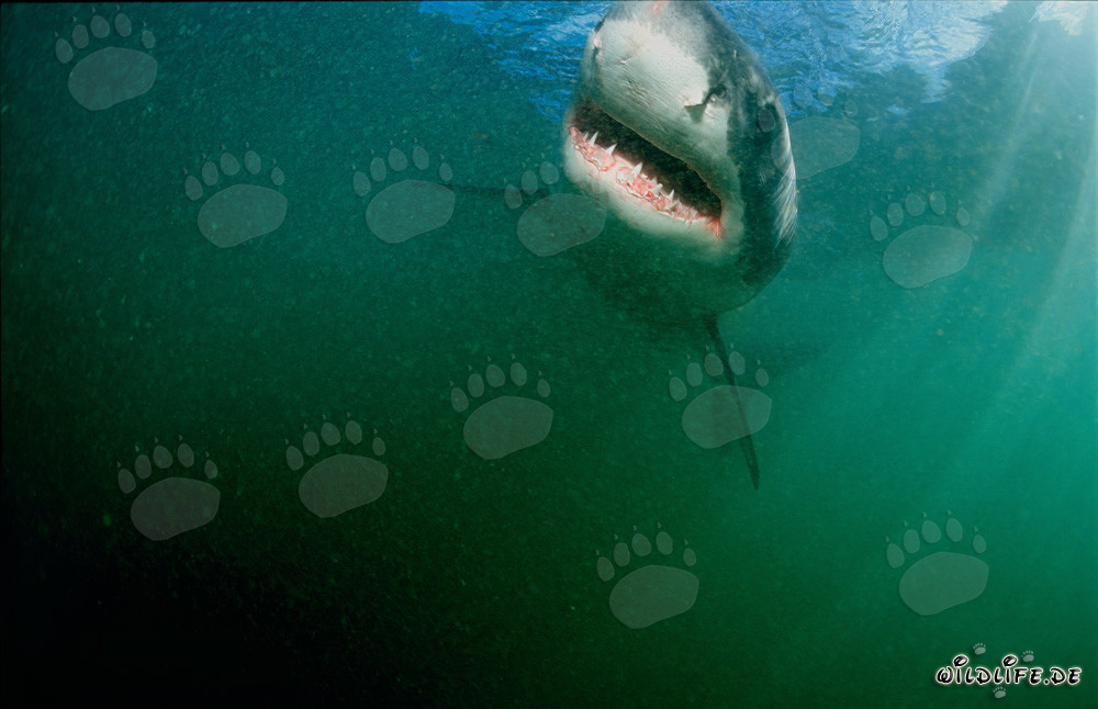 Majestätischer Weißer Hai vor der Küste Südafrikas