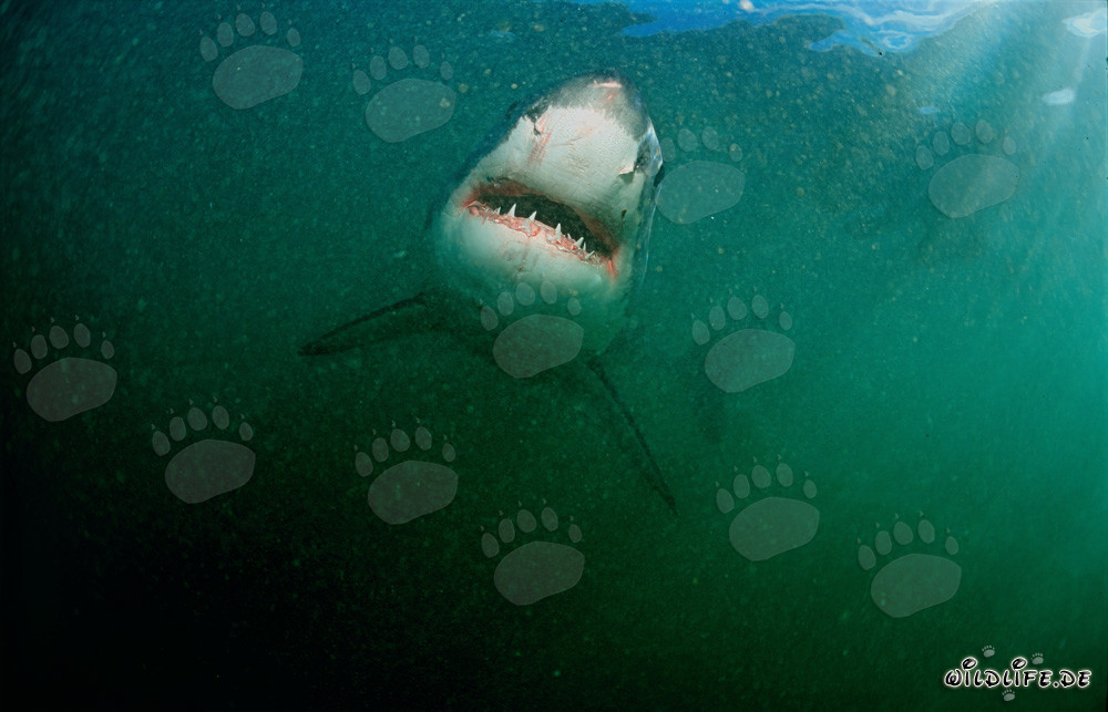 Grand requin blanc impressionnant devant Geyser Rock en Afrique du Sud