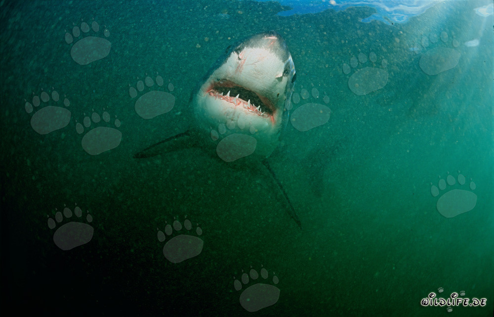 Impressive Great White Shark in front of Geyser Rock in South Africa