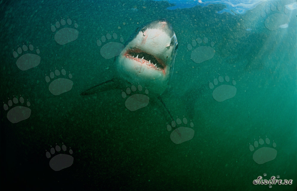 Imposanter Weißer Hai vor Geyser Rock in Südafrika