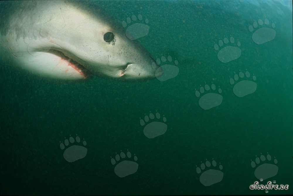 Portrait imposant d'un majestueux grand requin blanc