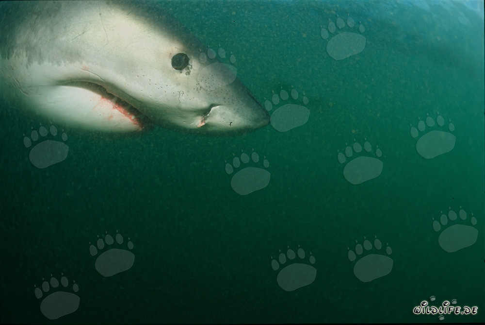 Retrato imponente de un majestuoso tiburón blanco