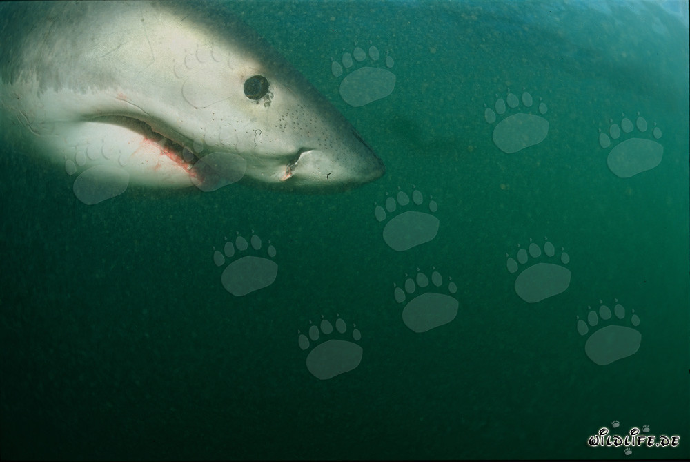 Imposantes Porträt eines majestätischen Weißen Hais