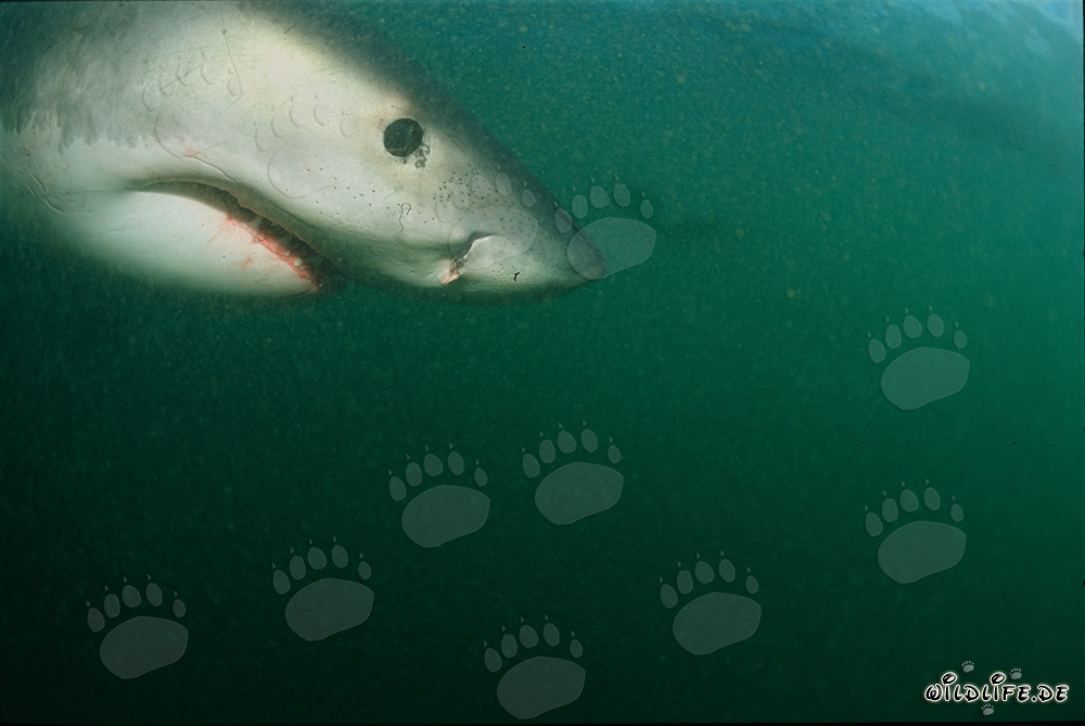 Impressive portrait of a majestic white shark
