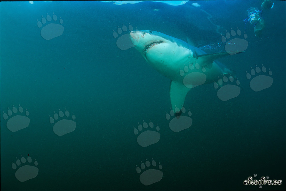 Great White Shark observing large colony of South African fur seals in front of Geyser Rock
