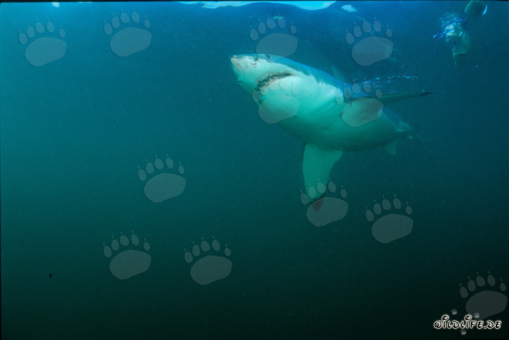 Requin blanc observant une grande colonie de phoques sud-africains sur Geyser Rock
