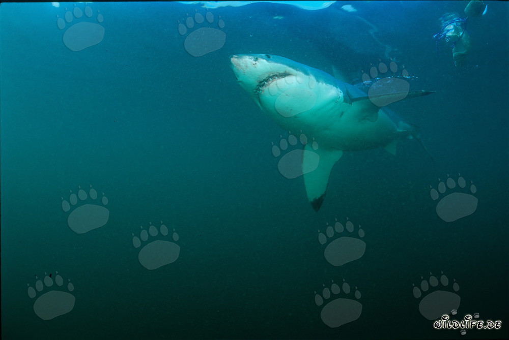 Squalo bianco osserva grande colonia di foche sudafricane davanti a Geyser Rock