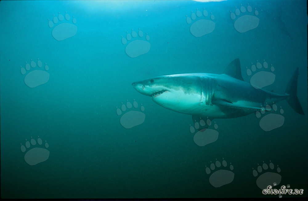 Grand requin blanc fascinant au large de la côte sud-africaine