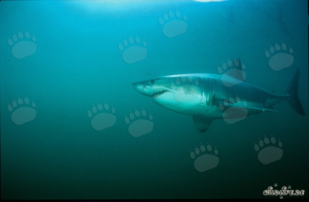 Fascinating Great White Shark off the coast of South Africa