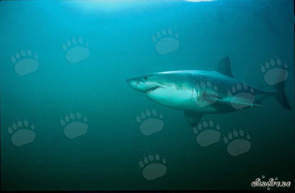 Fascinante tiburón blanco frente a la costa de Sudáfrica