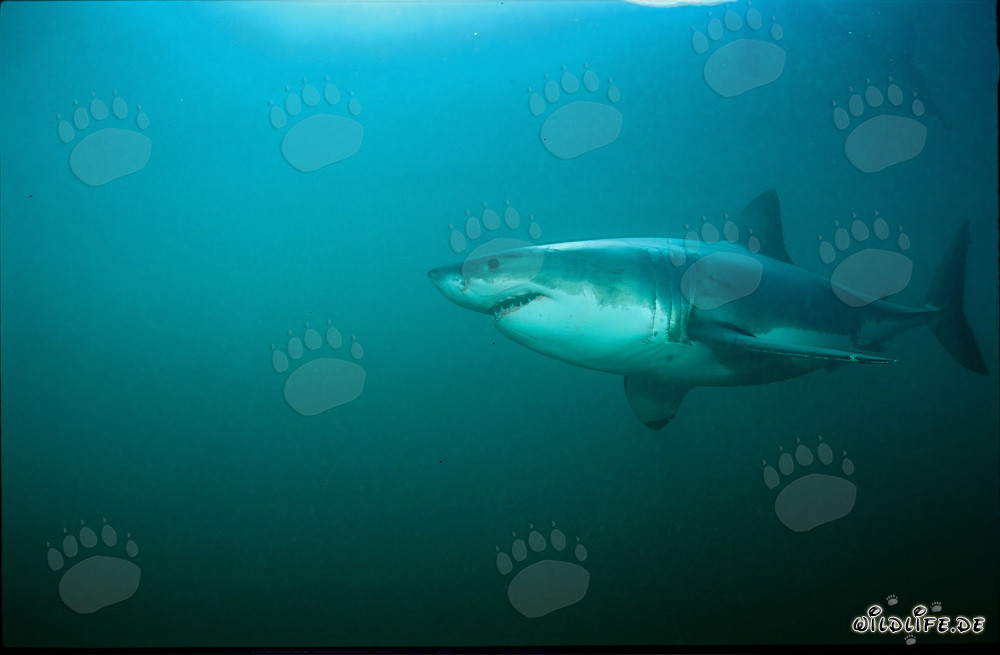 Faszinierender Weißer Hai vor der Küste von Südafrika