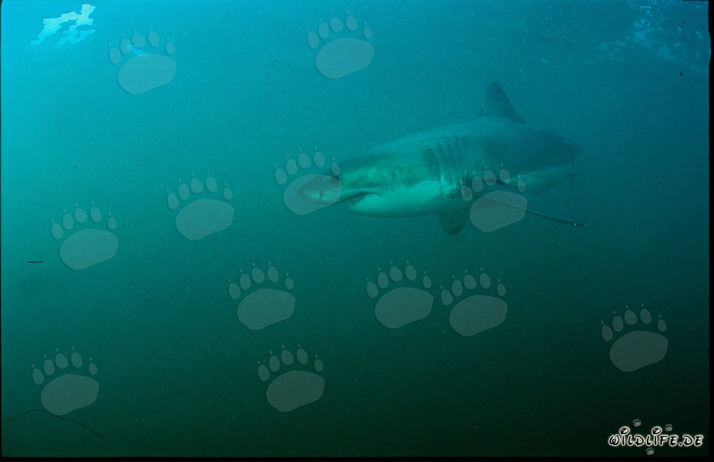 Fascinante super depredador: Gran tiburón blanco frente a la costa de Sudáfrica
