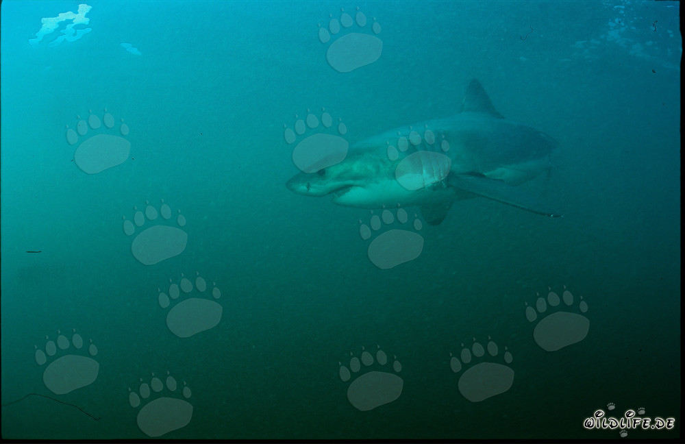Fascinant super prédateur : Grand requin blanc au large de la côte sud-africaine