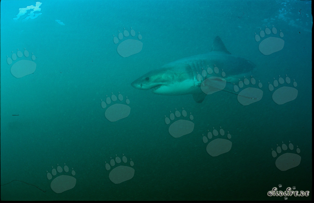 Fascinating Super Predator: Great White Shark off the Coast of South Africa