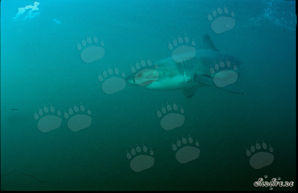 Affascinante super predatore: Squalo bianco al largo della costa sudafricana