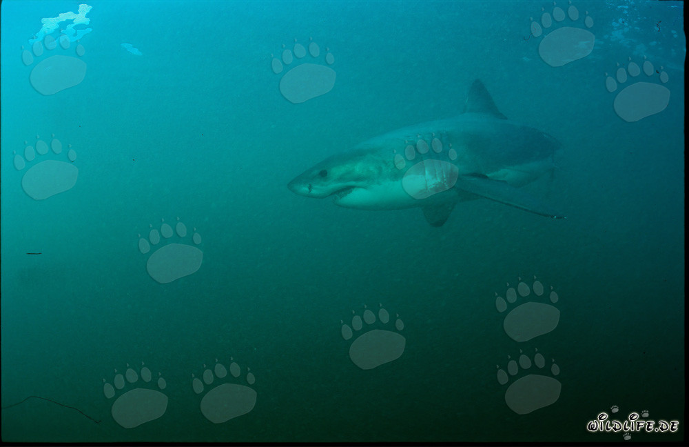 Faszinierender Super-Räuber: Weißer Hai vor der Küste Südafrikas