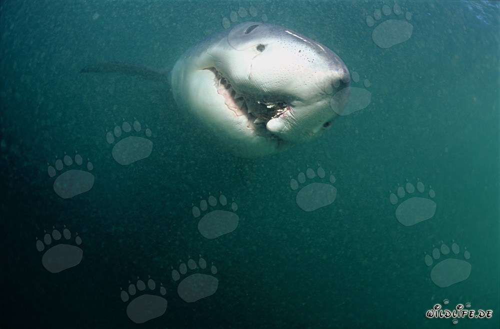 Requin blanc avec blessure de ligne de fond
