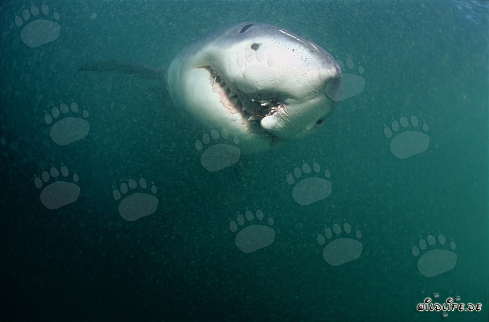 Squalo bianco con ferita da palamito