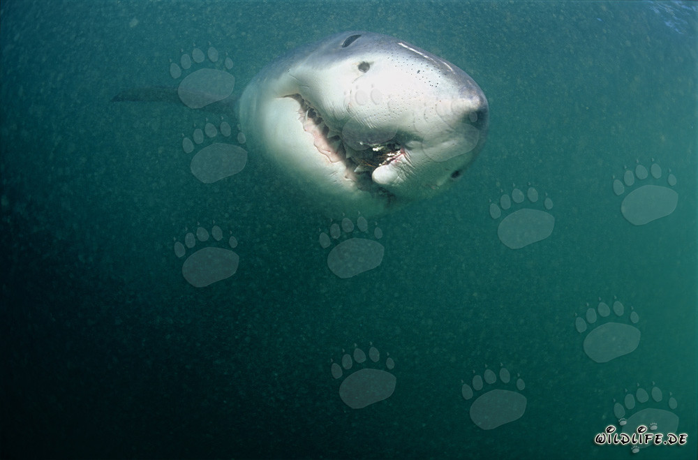 Tiburón blanco con herida de palangre