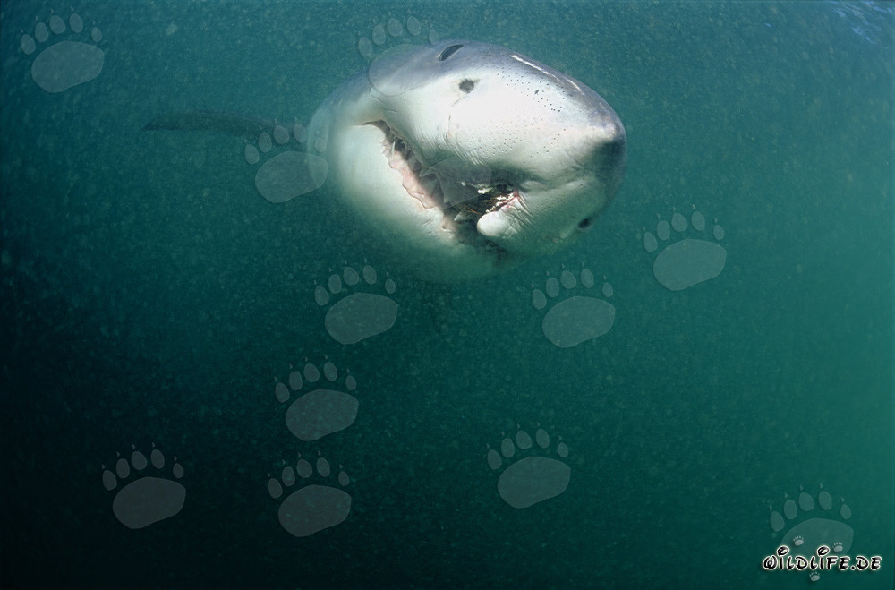 Weißer Hai mit longline Verletzung