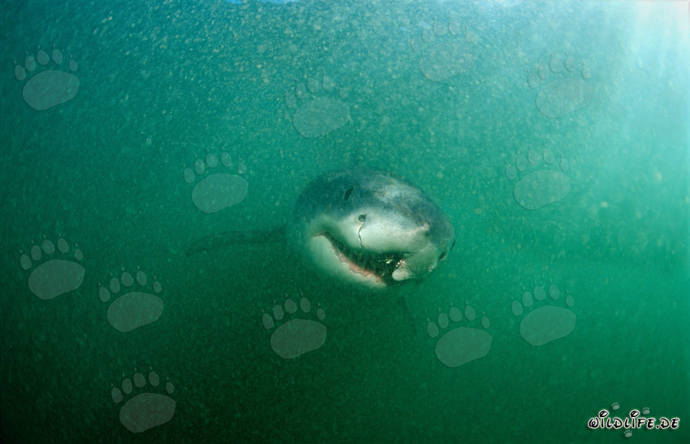 Great White Shark with Healed Longline Injury