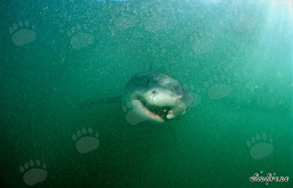 Requin blanc avec une blessure de longline guérie