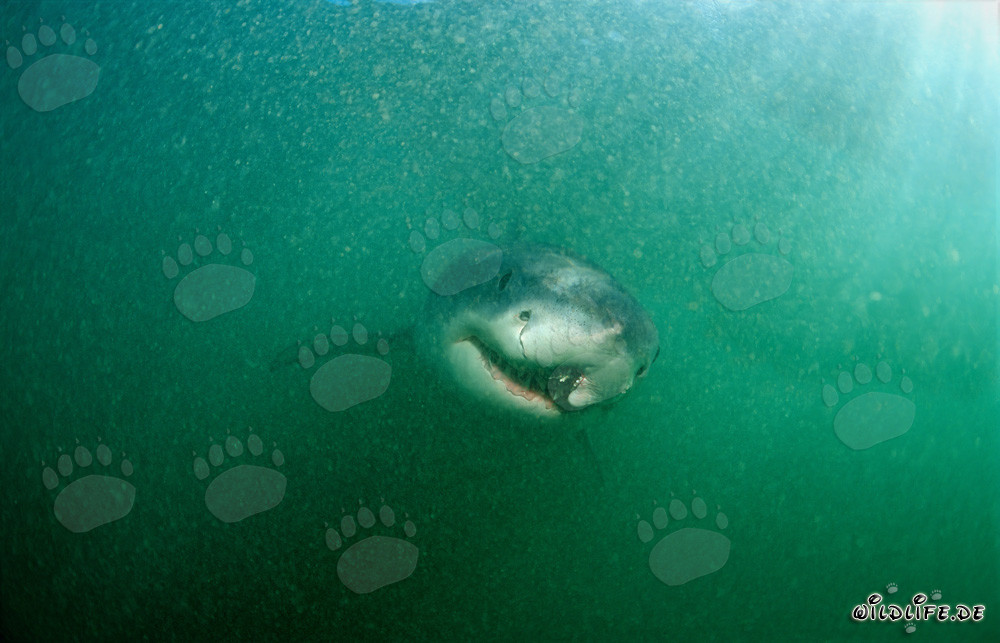 Tiburón blanco con una herida de longline curada