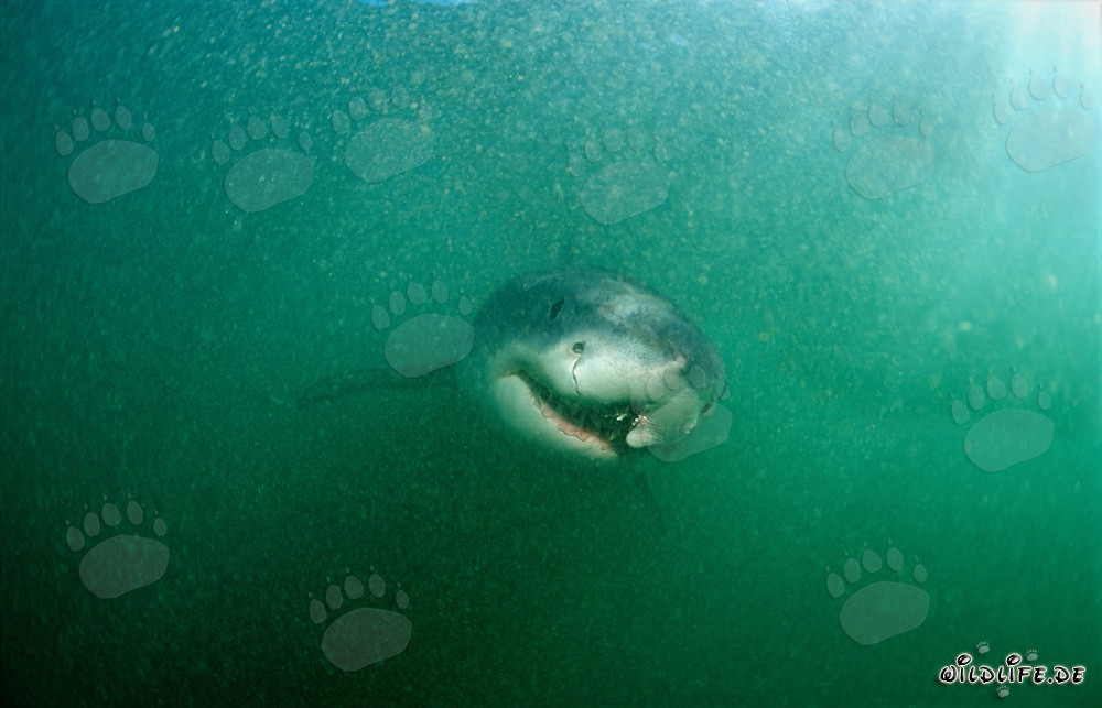 Weißer Hai mit verheilter longline Verletzung