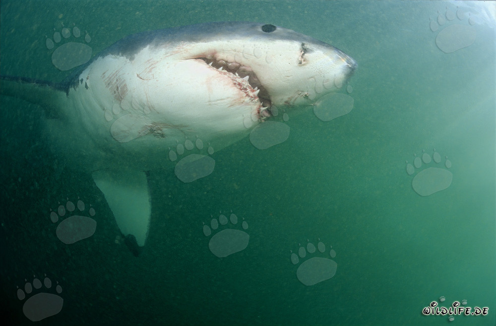 Majestuoso y amenazante: El tiburón blanco frente a Geyser Rock