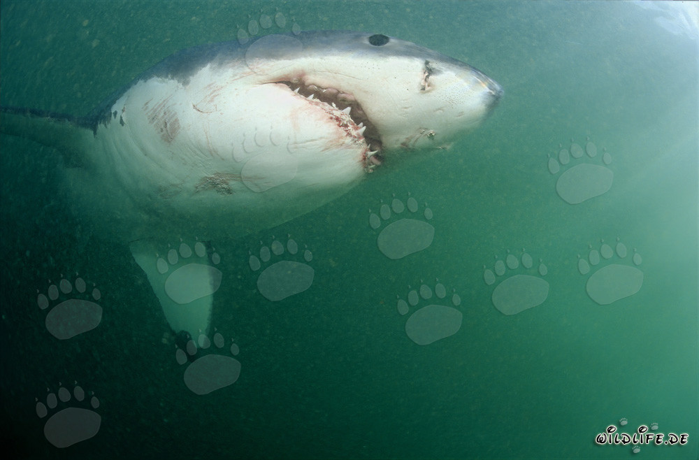 Majestätisch und bedrohlich: Der Weiße Hai vor Geyser Rock
