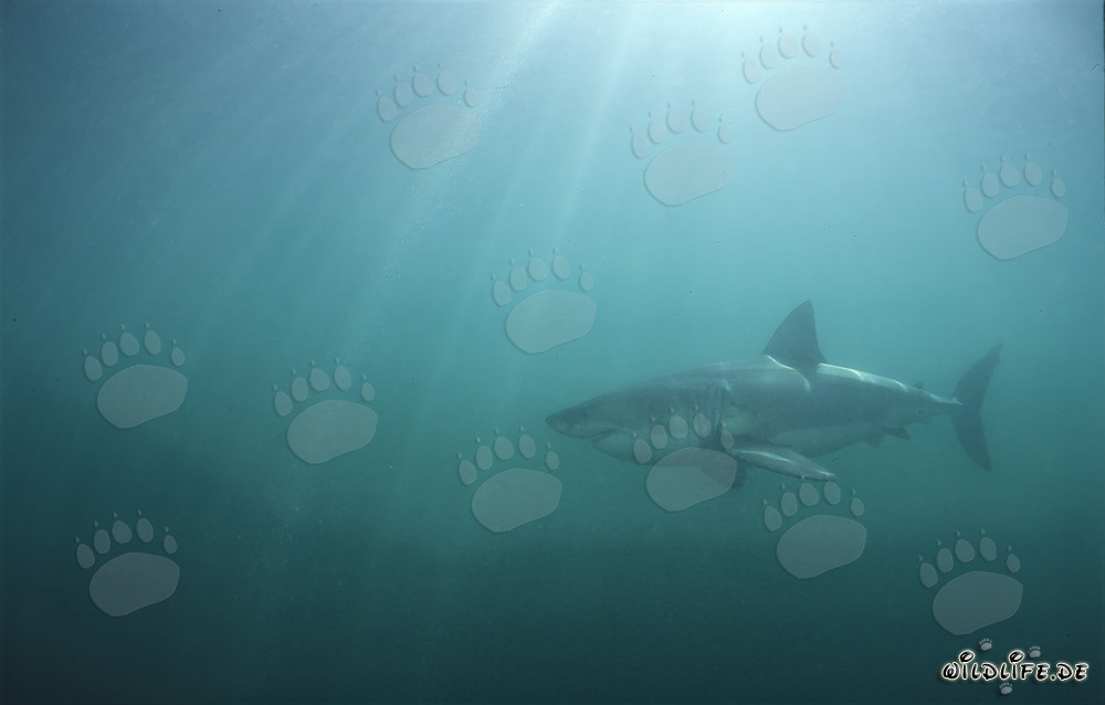 Rayons de soleil sur le grand requin blanc dans l'eau verte