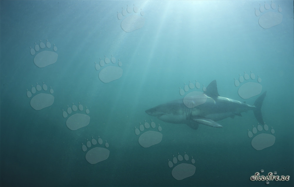Sunbeams meet the Great White Shark in the greenish water