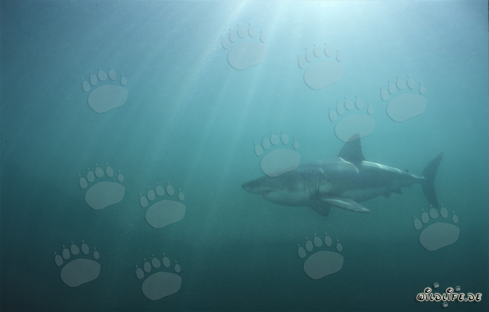 Rayos de sol sobre el tiburón blanco en el agua verde