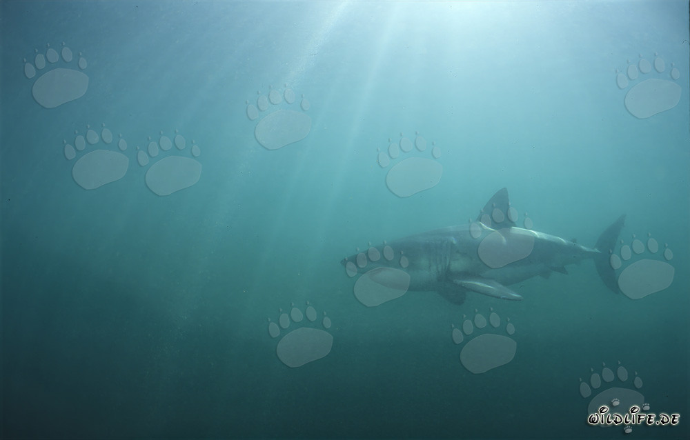 Sonnenstrahlen treffen auf den Weißen Hai im grünen Wasser