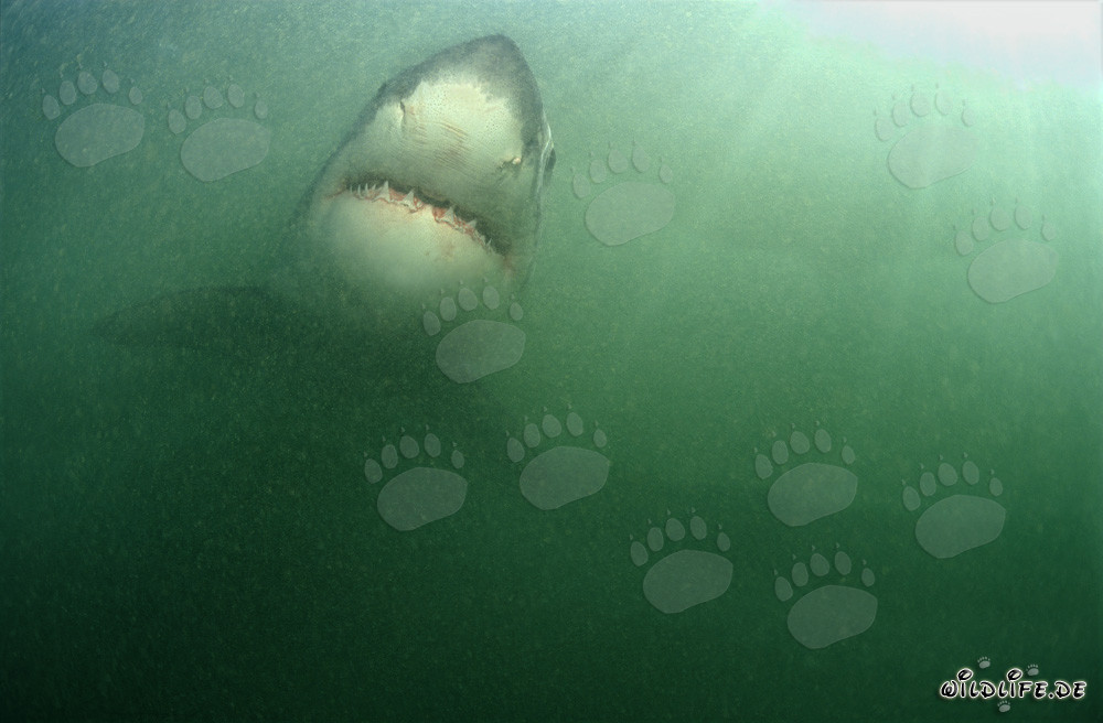 Impresionante Gran Tiburón Blanco rodeado de abundante plancton