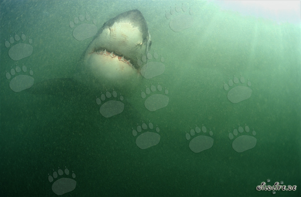 Grand requin blanc imposant entouré de plancton riche
