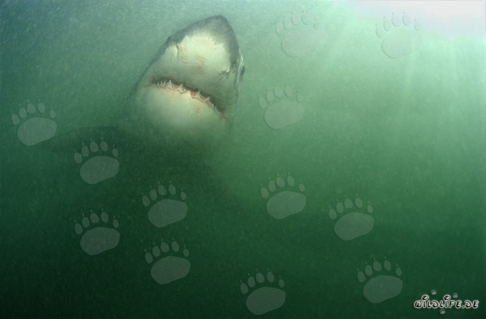 Impressive Great White Shark surrounded by abundant plankton