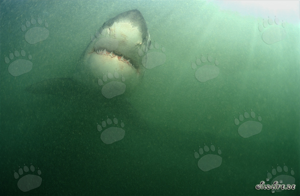Imposanter Großer Weißer Hai umgeben von reichhaltigem Plankton