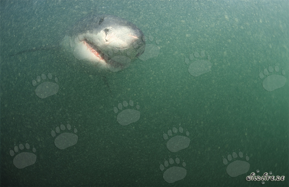 Grand requin blanc fascinant dans l'eau verdâtre au large de la côte sud-africaine