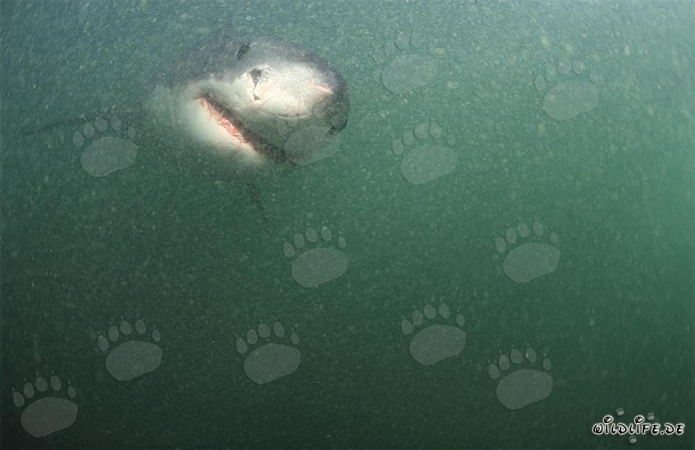 Affascinante Grande Squalo Bianco nell'acqua verdognola al largo della costa sudafricana