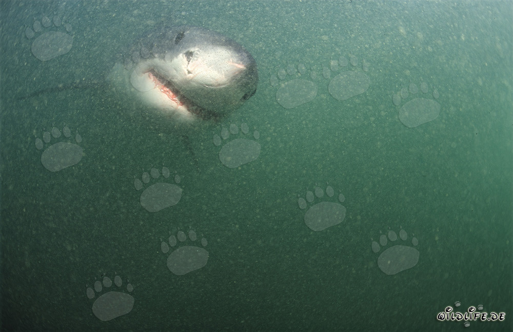 Fascinating Great White Shark in the greenish waters off the coast of South Africa