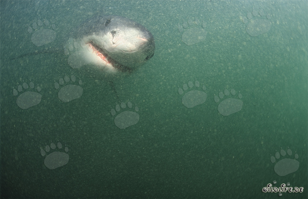 Faszinierender Weißer Hai im grünlichen Wasser vor der Küste Südafrikas