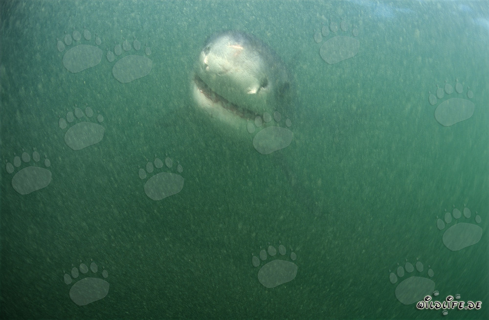 Baby Great White Shark swimming in the murky waters near Dyer Island