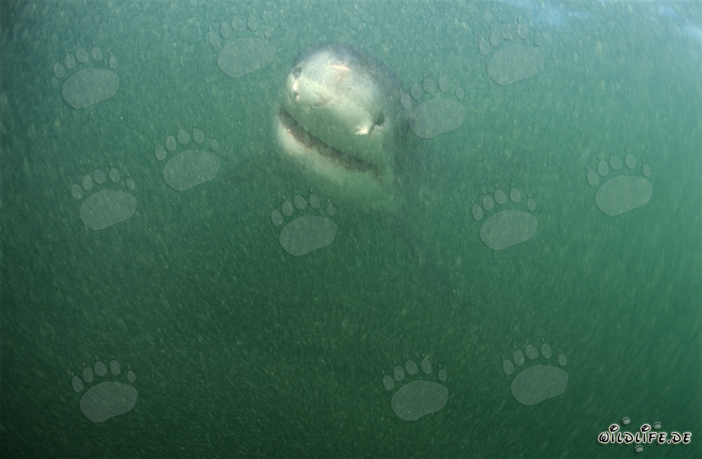 Baby squalo bianco nuota nell'acqua torbida di fronte all'Isola Dyer