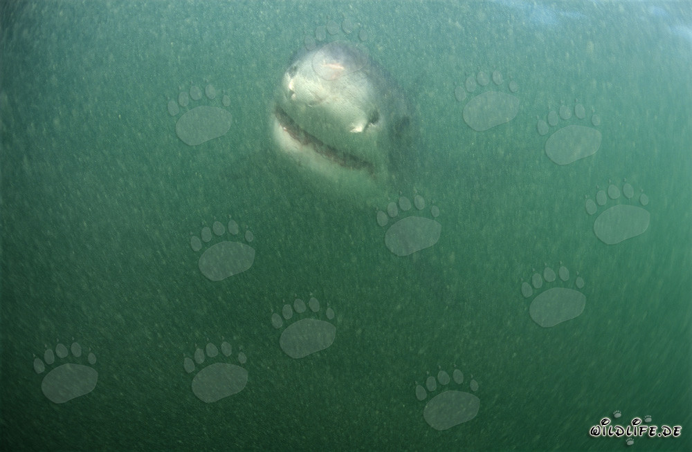 Baby Weißer Hai schwimmt im trüben Wasser vor Dyer Island